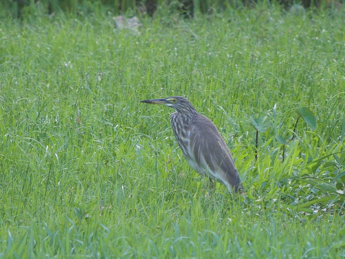 pond-heron sp. - ML620254377