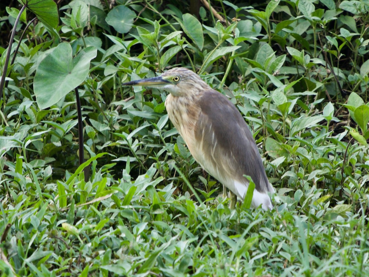 pond-heron sp. - ML620254378