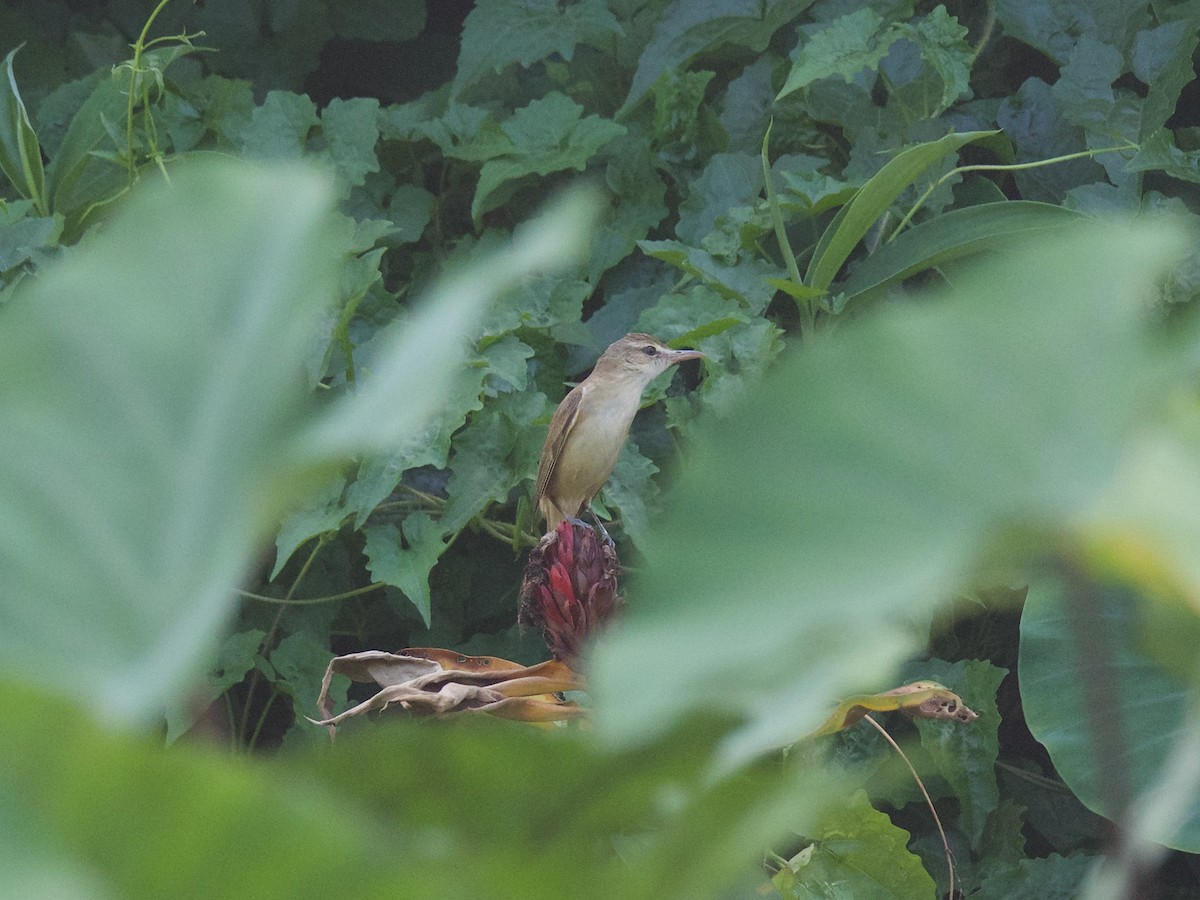 Oriental Reed Warbler - ML620254384