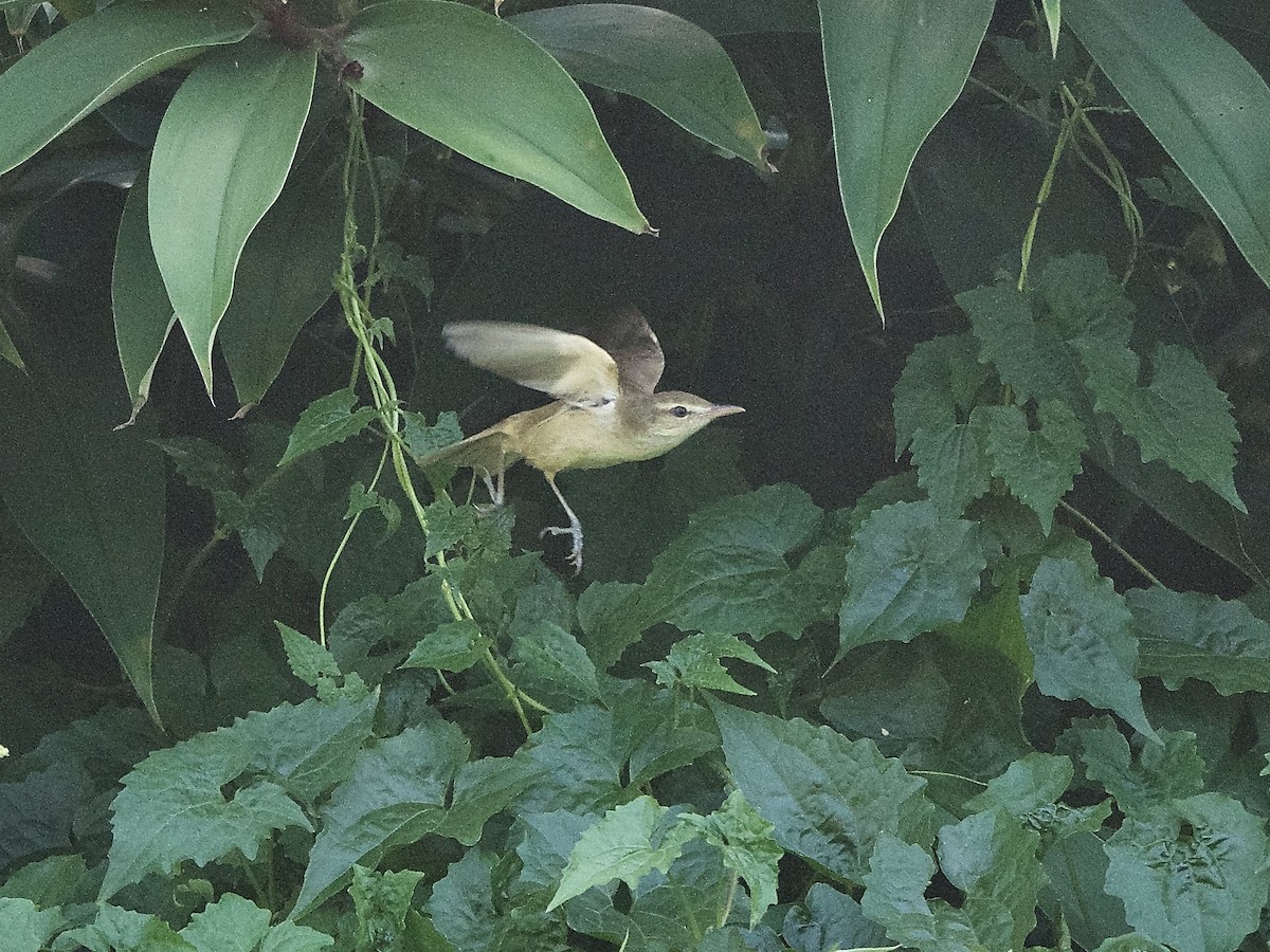 Oriental Reed Warbler - ML620254385