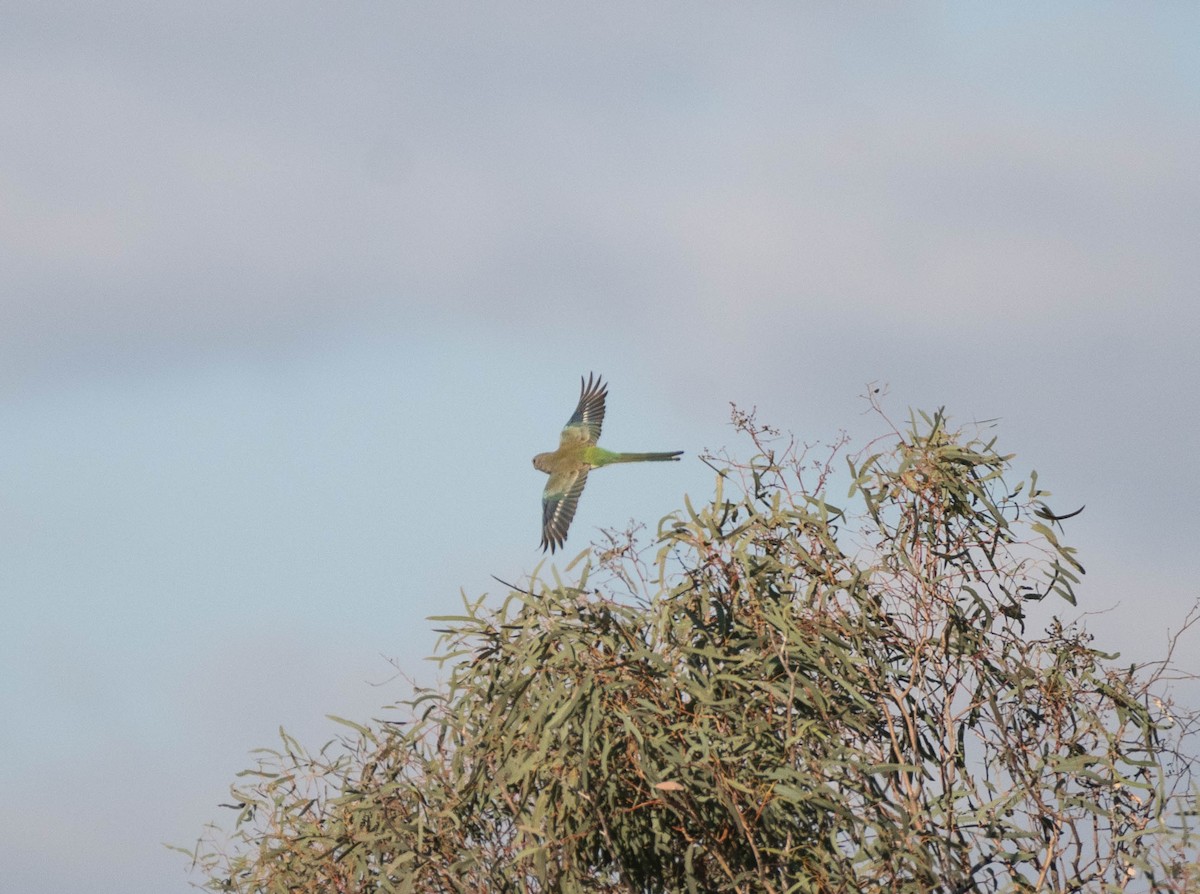 Red-rumped Parrot - ML620254387