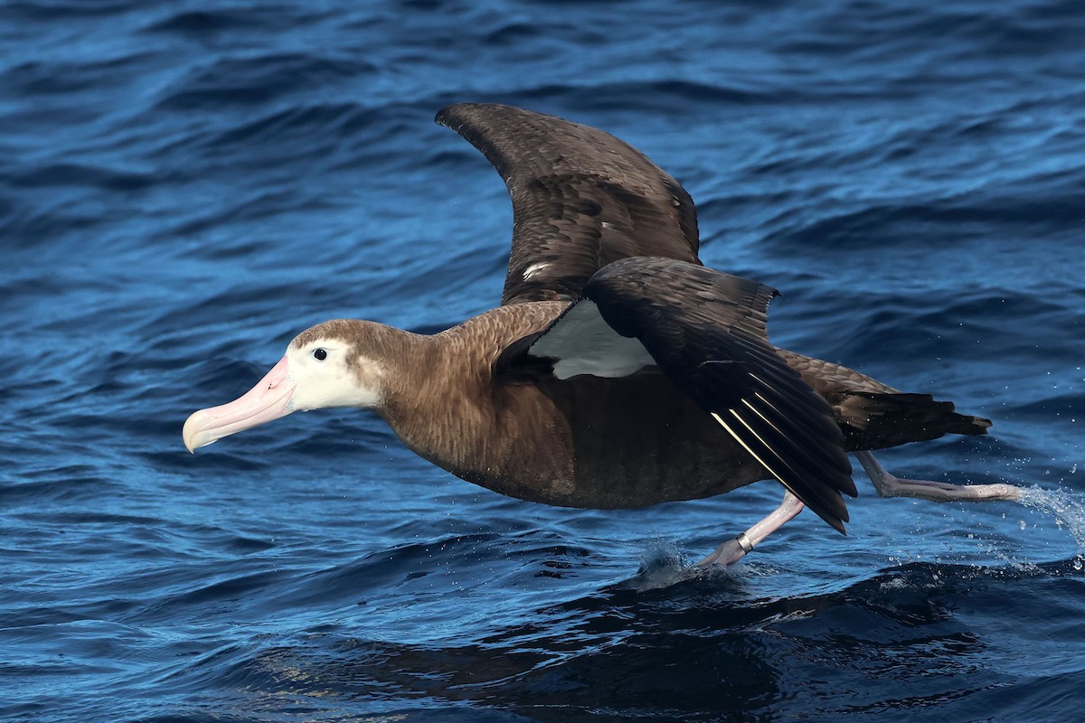 Albatros Viajero - ML620254392