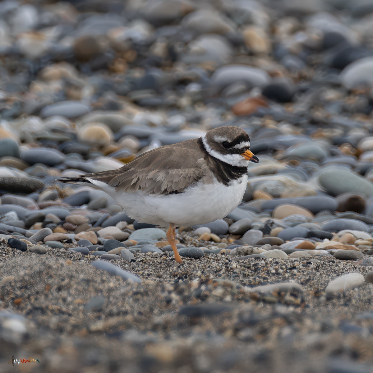 Common Ringed Plover - ML620254393