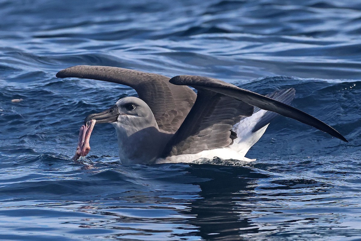 Albatros à tête grise - ML620254394