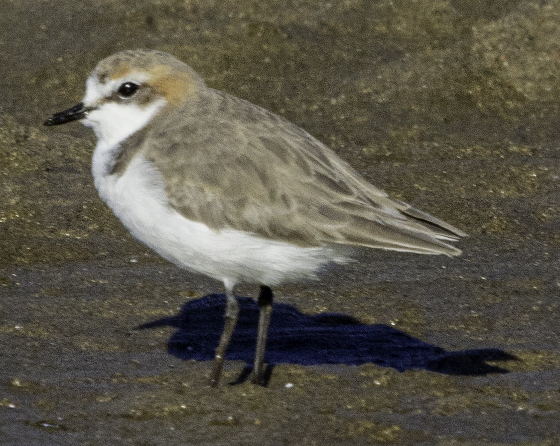 Red-capped Plover - ML620254396