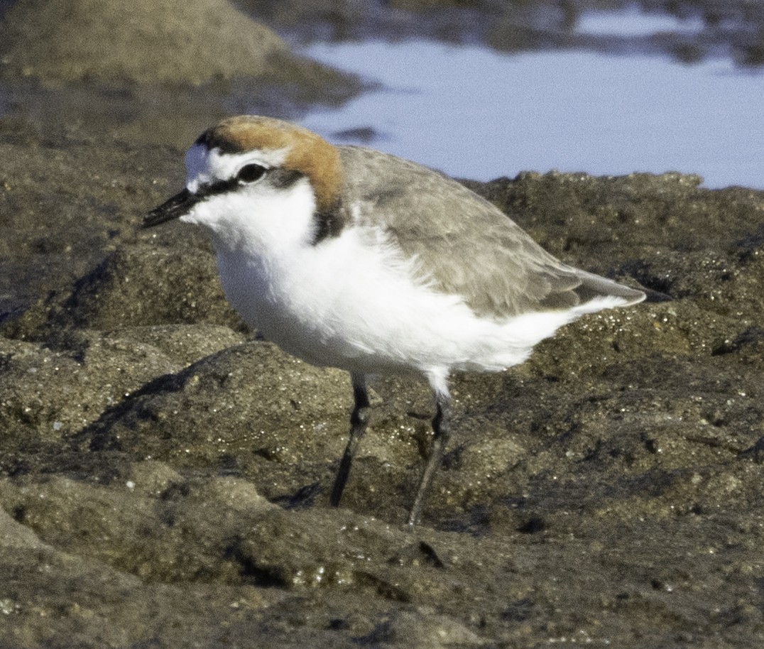 Red-capped Plover - ML620254397