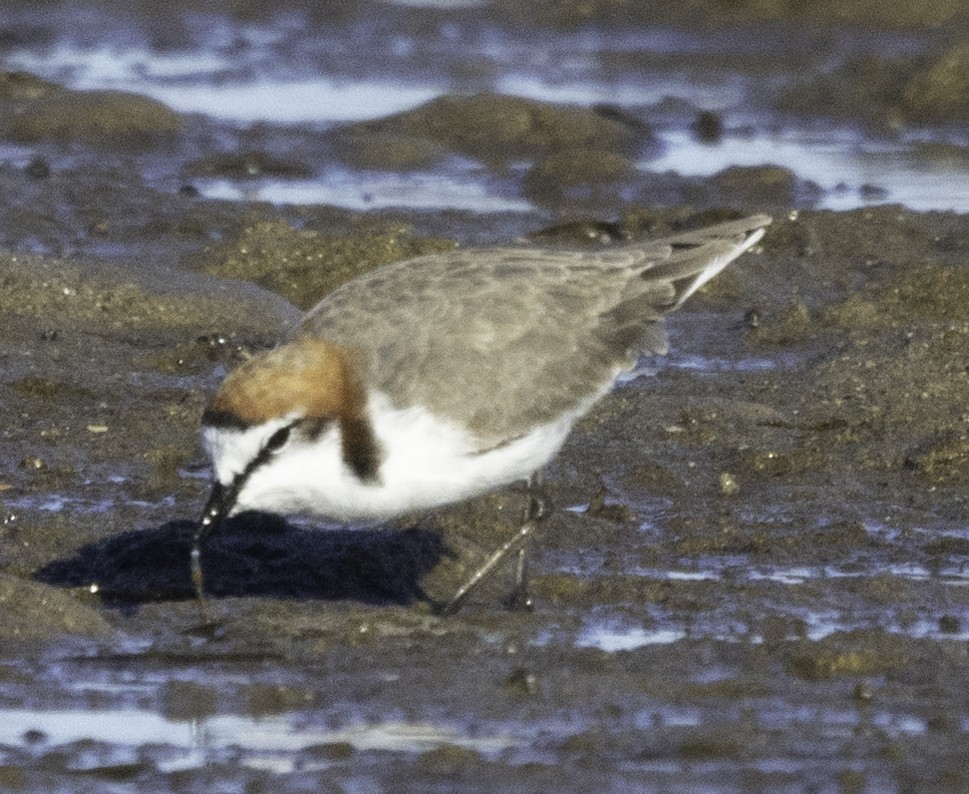 Red-capped Plover - ML620254398