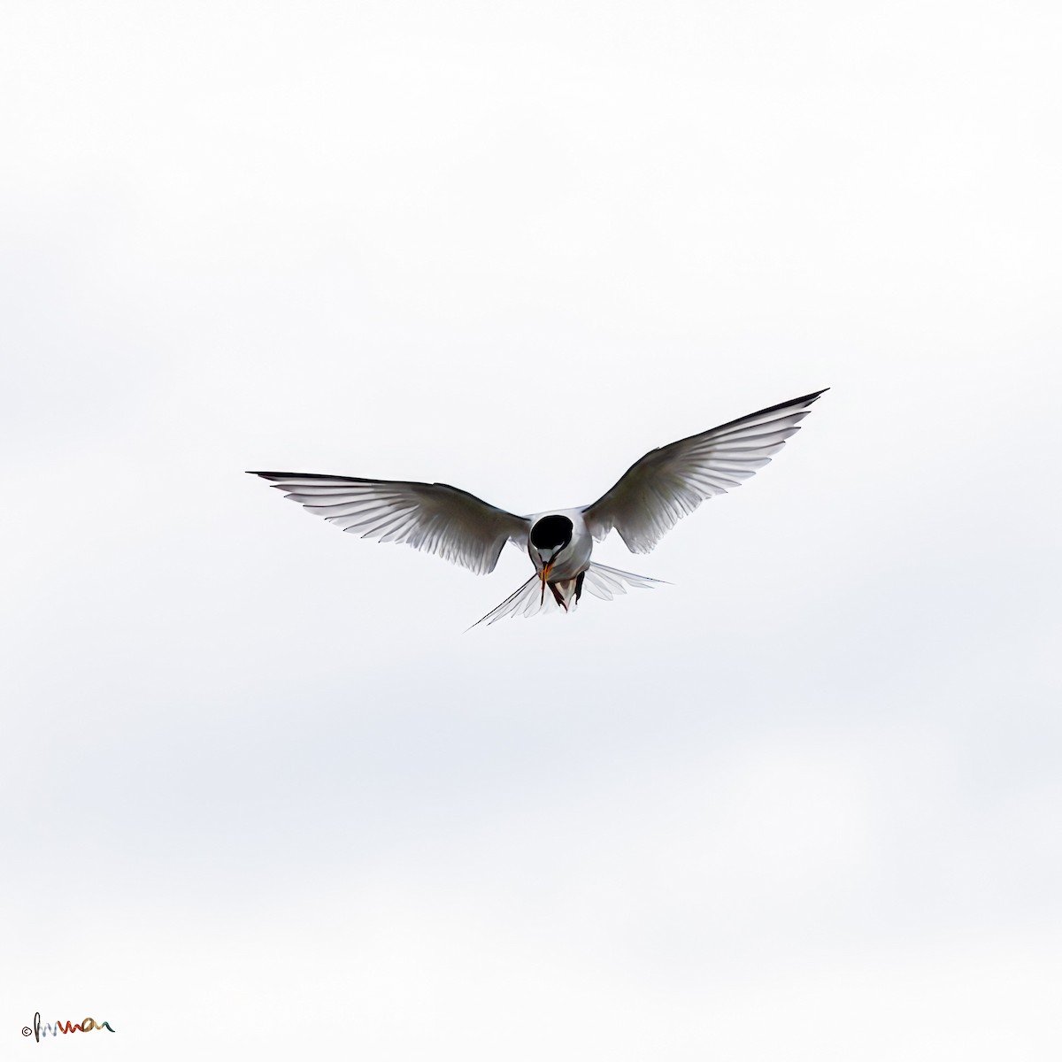 Little Tern - ML620254404