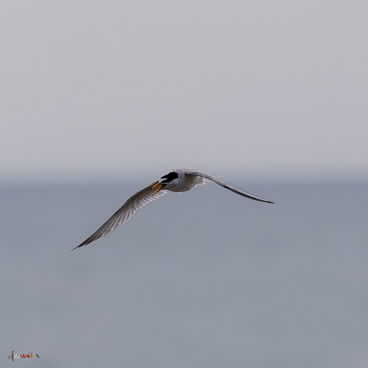 Little Tern - ML620254405