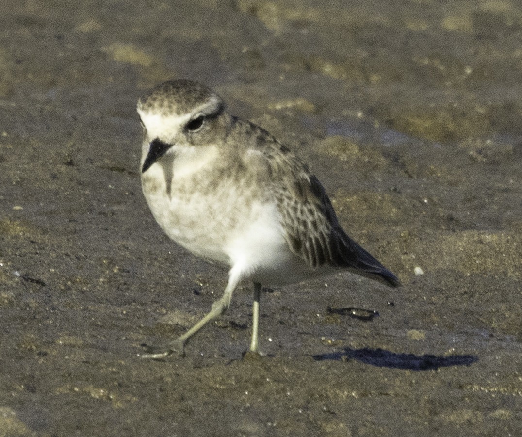 Double-banded Plover - ML620254409