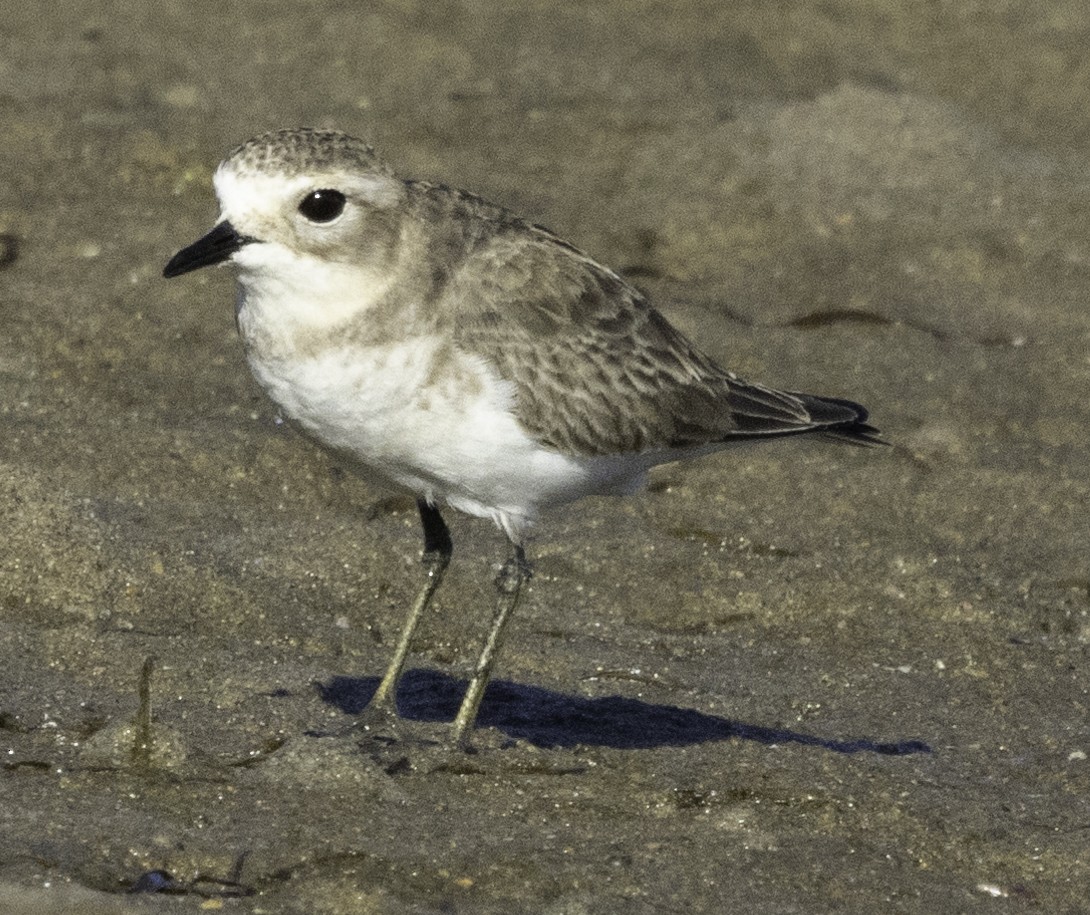 Double-banded Plover - ML620254410