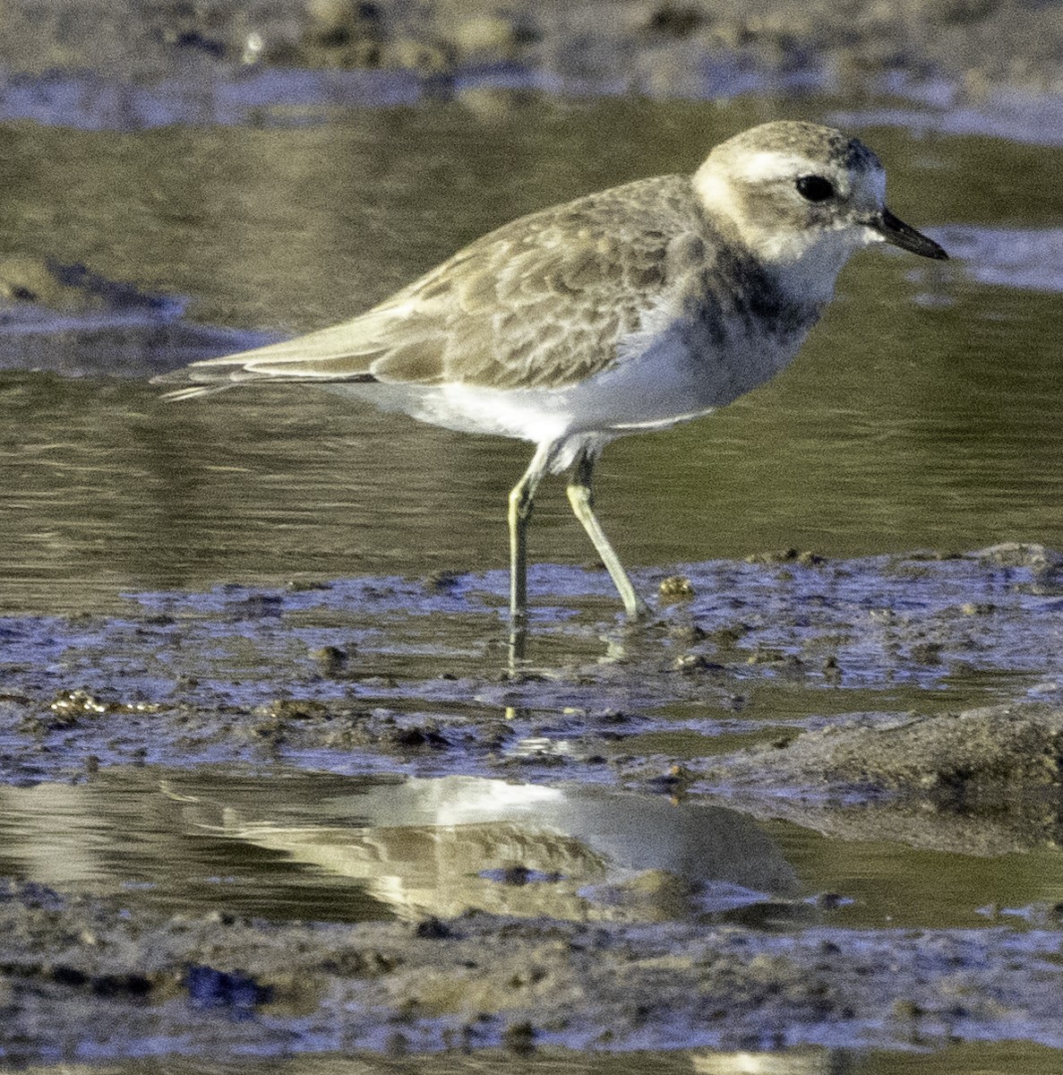 Double-banded Plover - John Brown