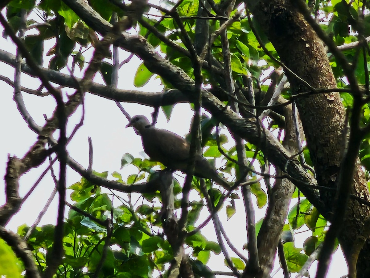 Red Collared-Dove - ML620254412