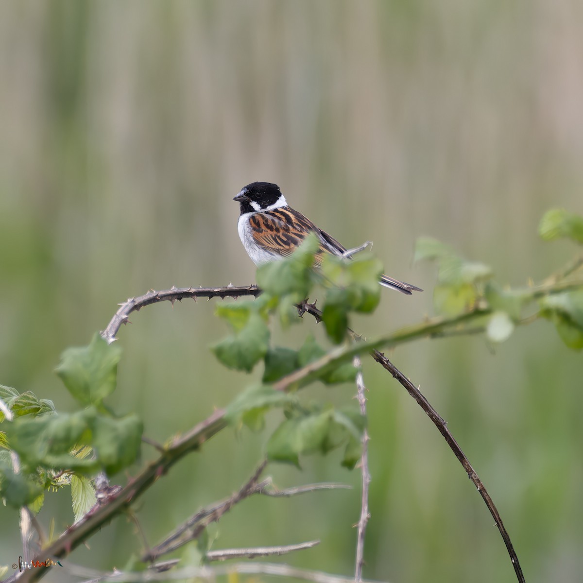 Reed Bunting - ML620254413