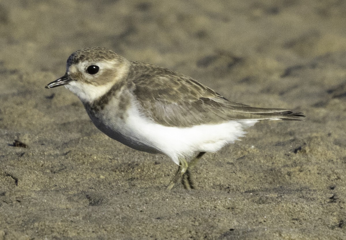 Double-banded Plover - ML620254415
