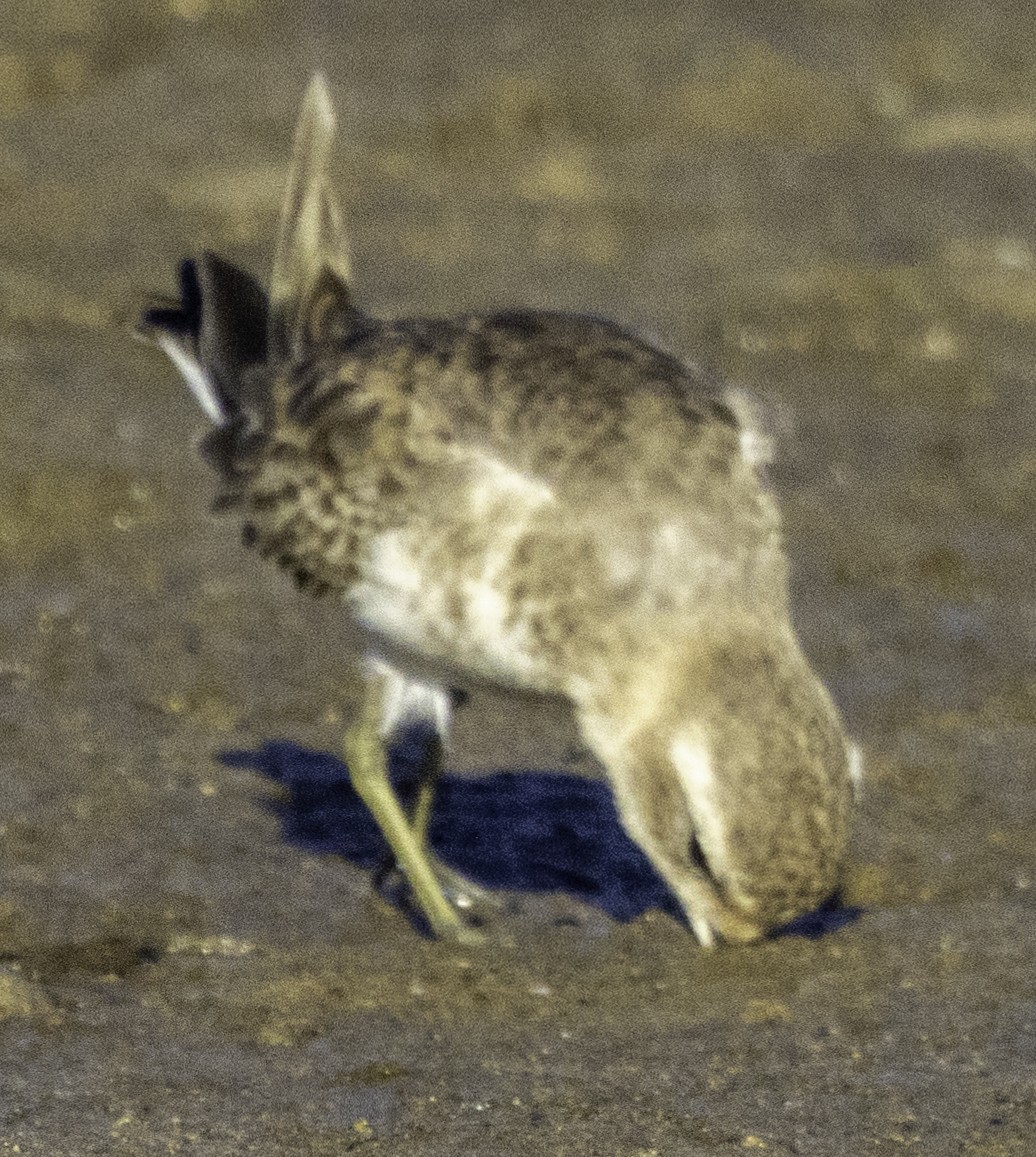 Double-banded Plover - ML620254416