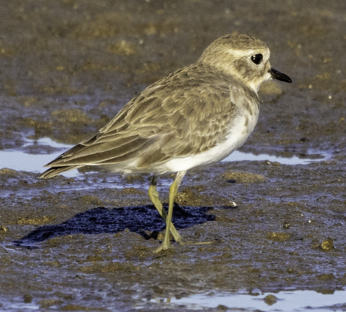 Double-banded Plover - ML620254417