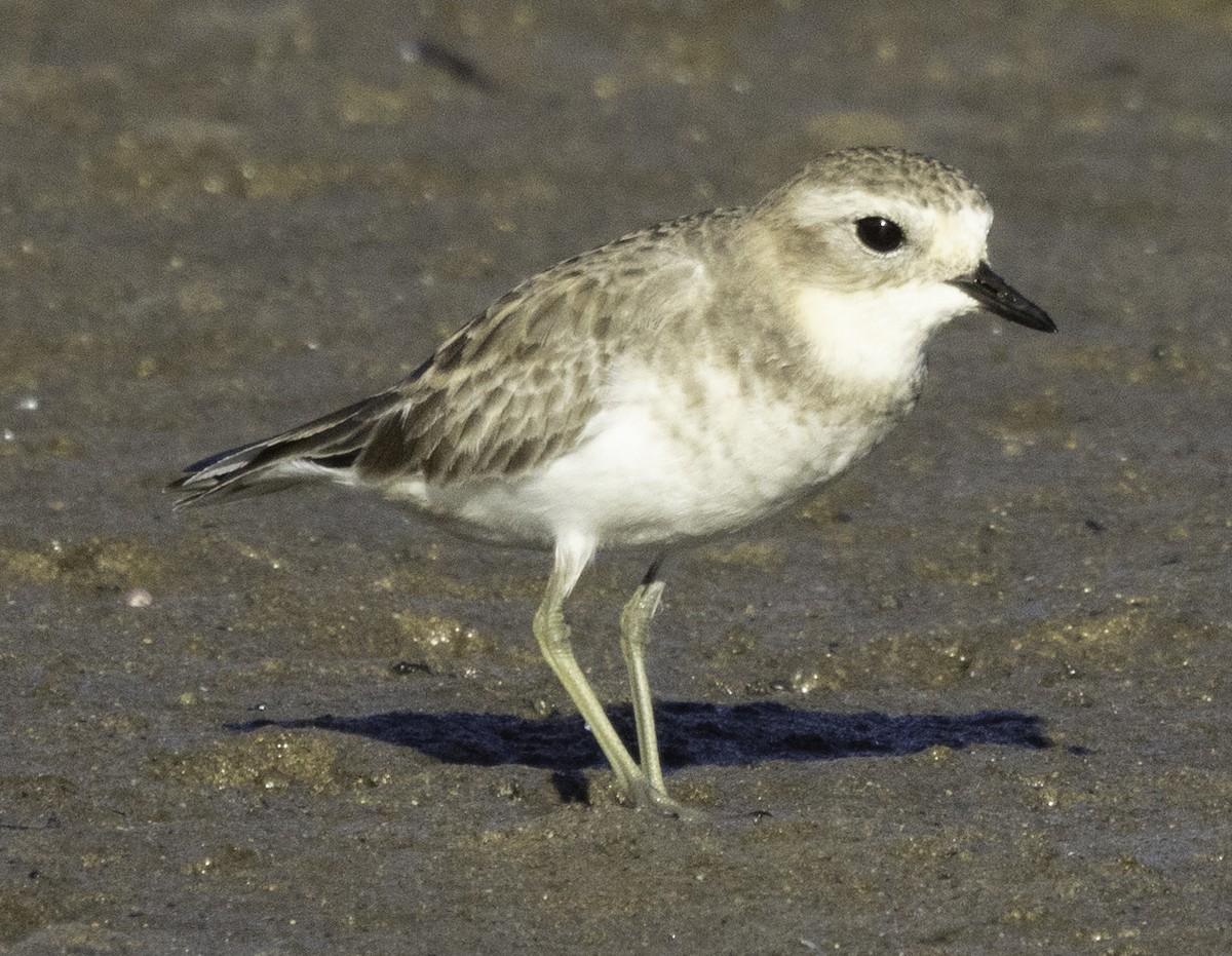 Double-banded Plover - ML620254418