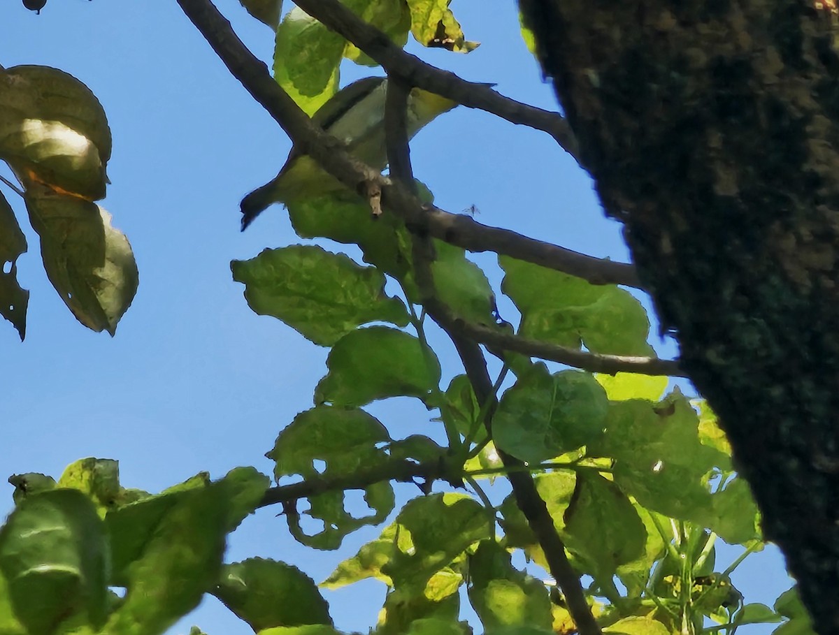 Swinhoe's White-eye - ML620254419