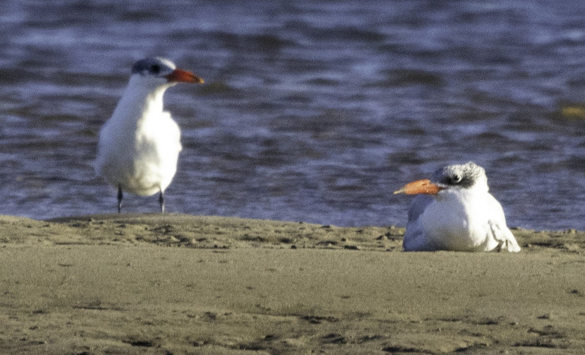 Caspian Tern - ML620254427