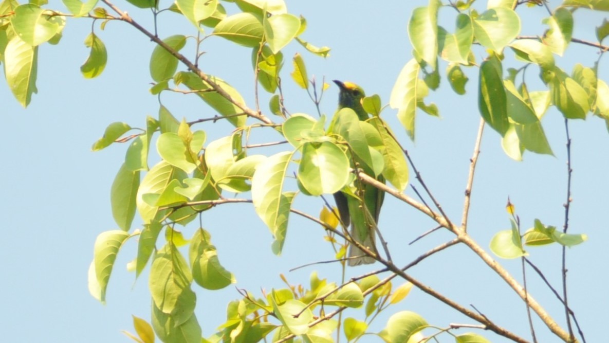 Golden-fronted Leafbird - ML620254439