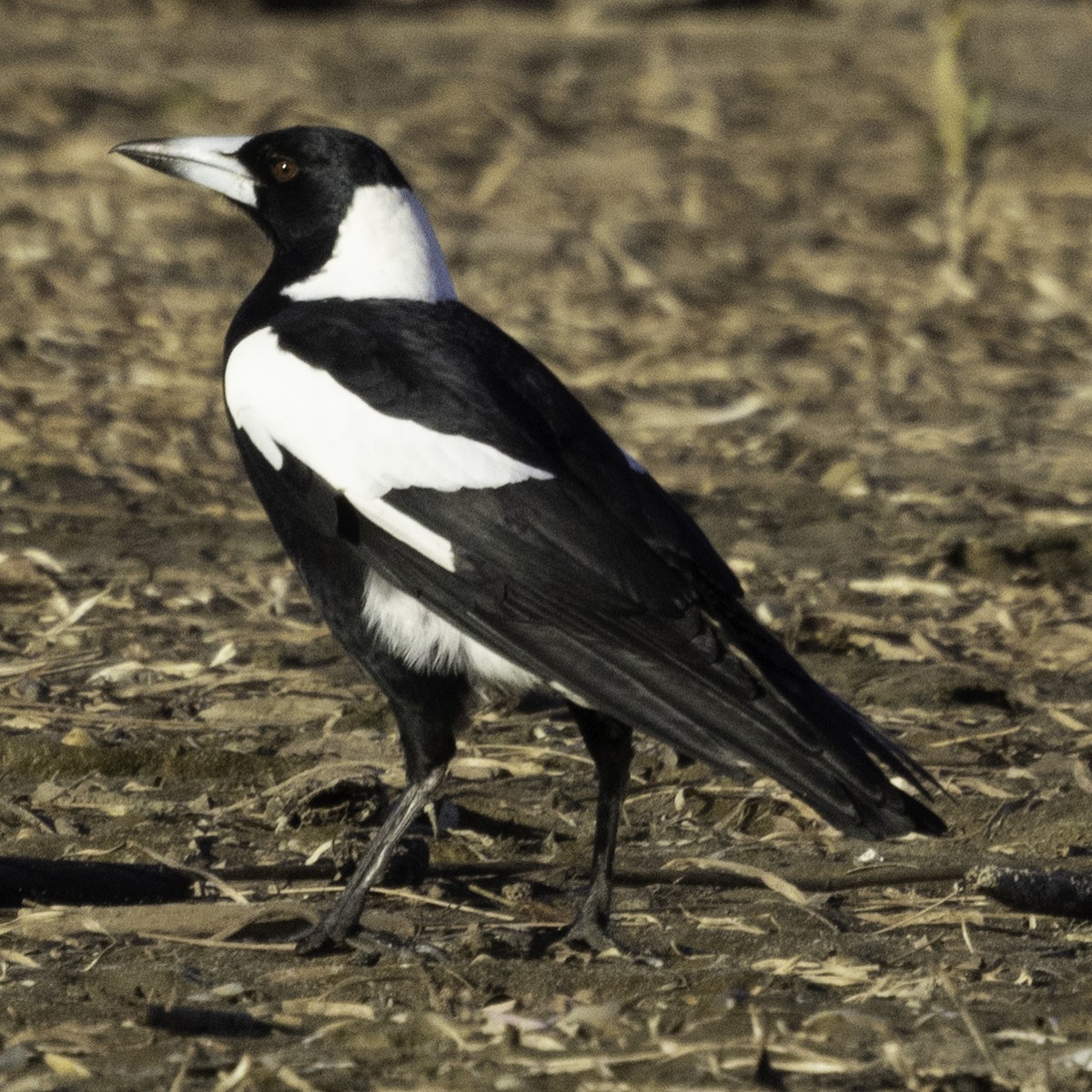 Australian Magpie - ML620254448