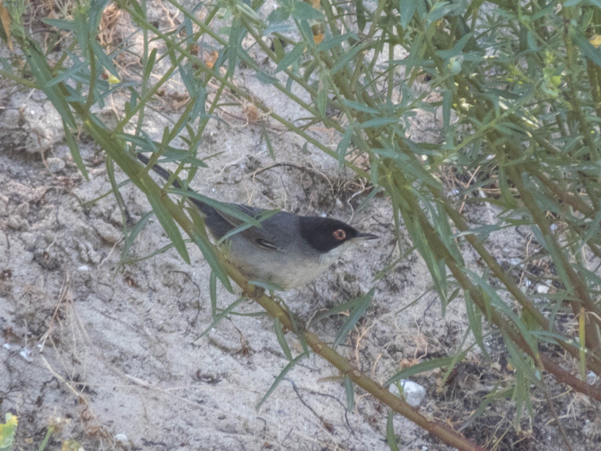 Sardinian Warbler - ML620254449