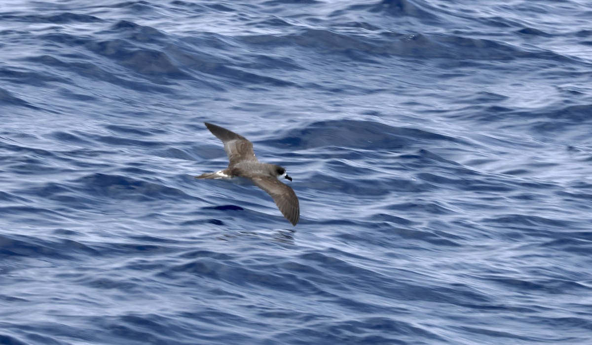 Petrel Cahow - ML620254458