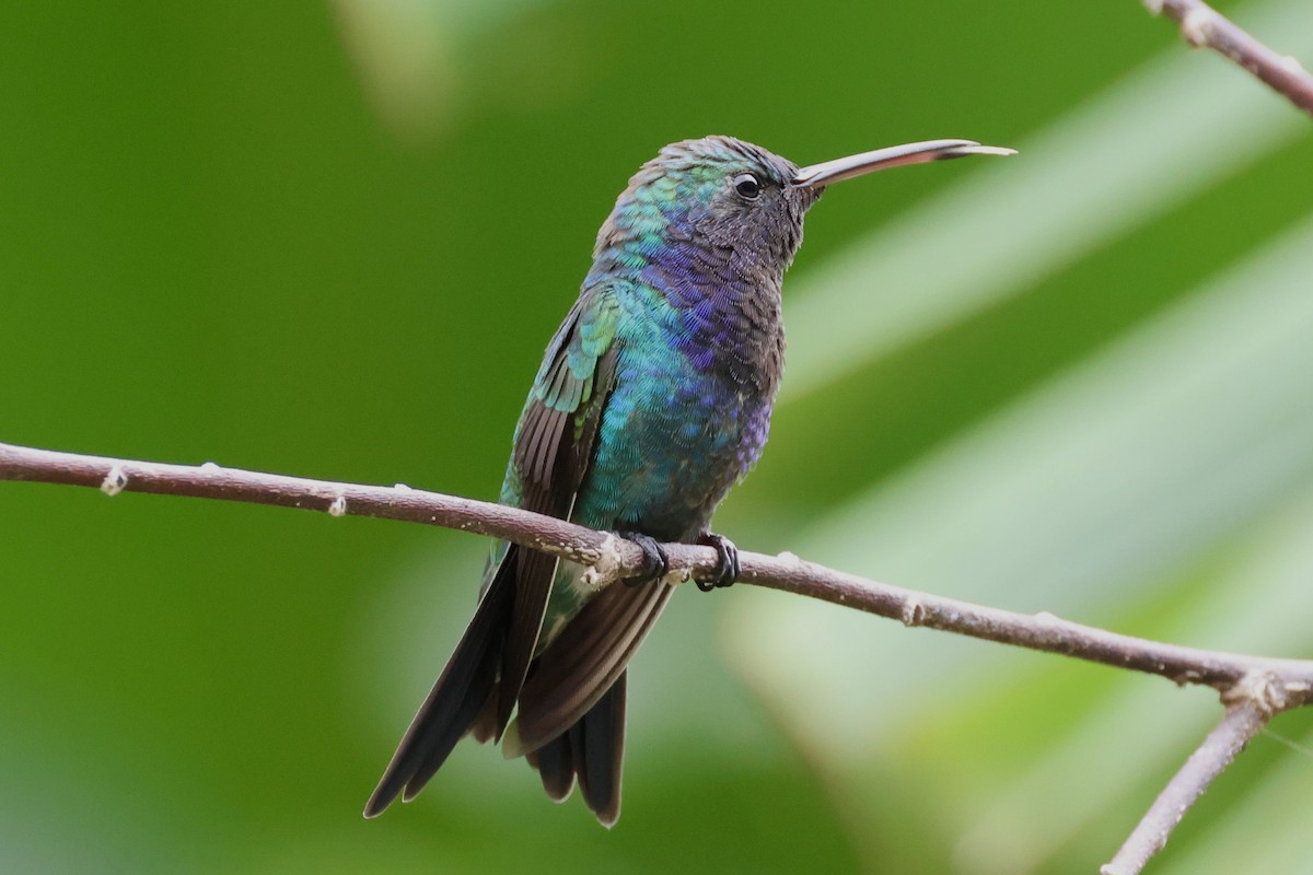 Sapphire-throated Hummingbird - Laura Adams