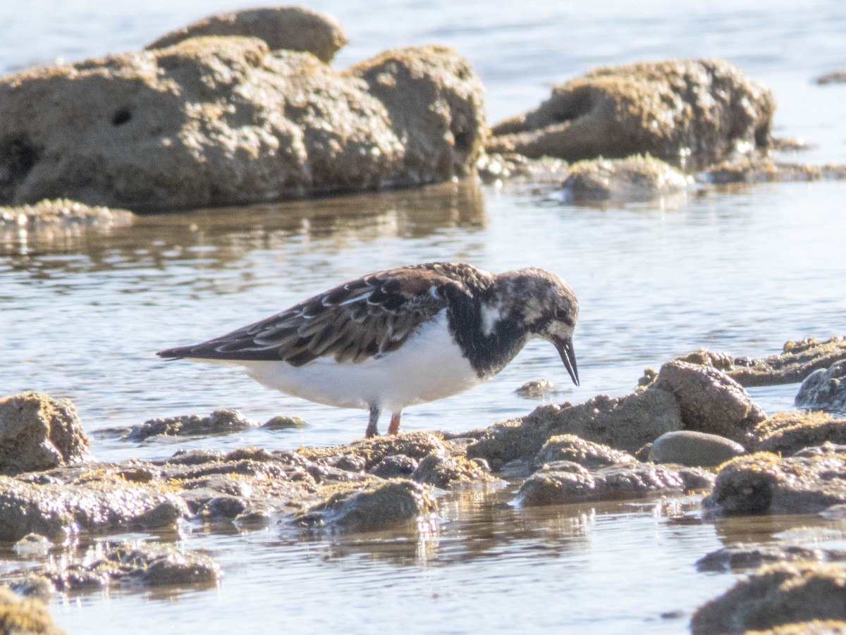 Ruddy Turnstone - ML620254473