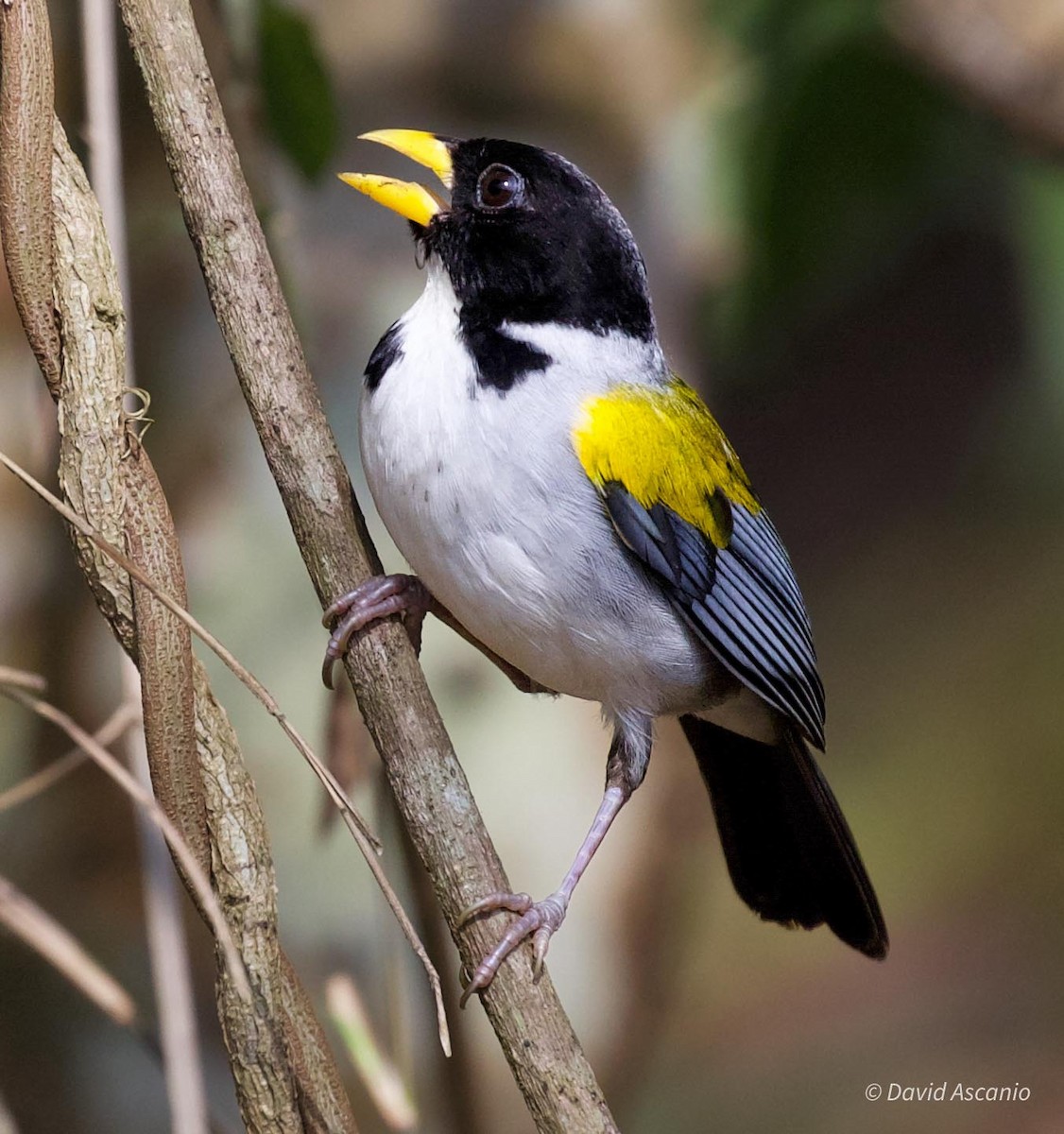 Golden-winged Sparrow - ML620254476