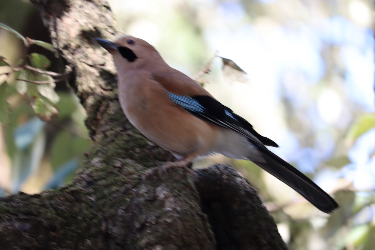 Eurasian Jay - ML620254485