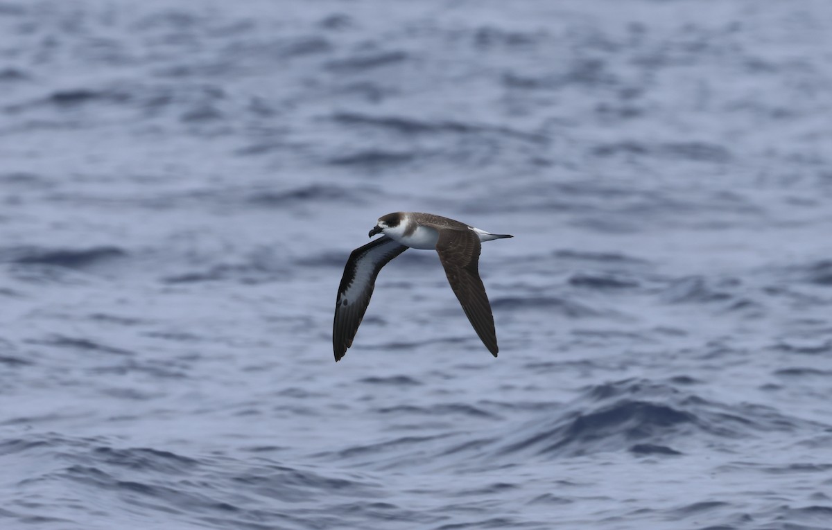 Black-capped Petrel - ML620254486