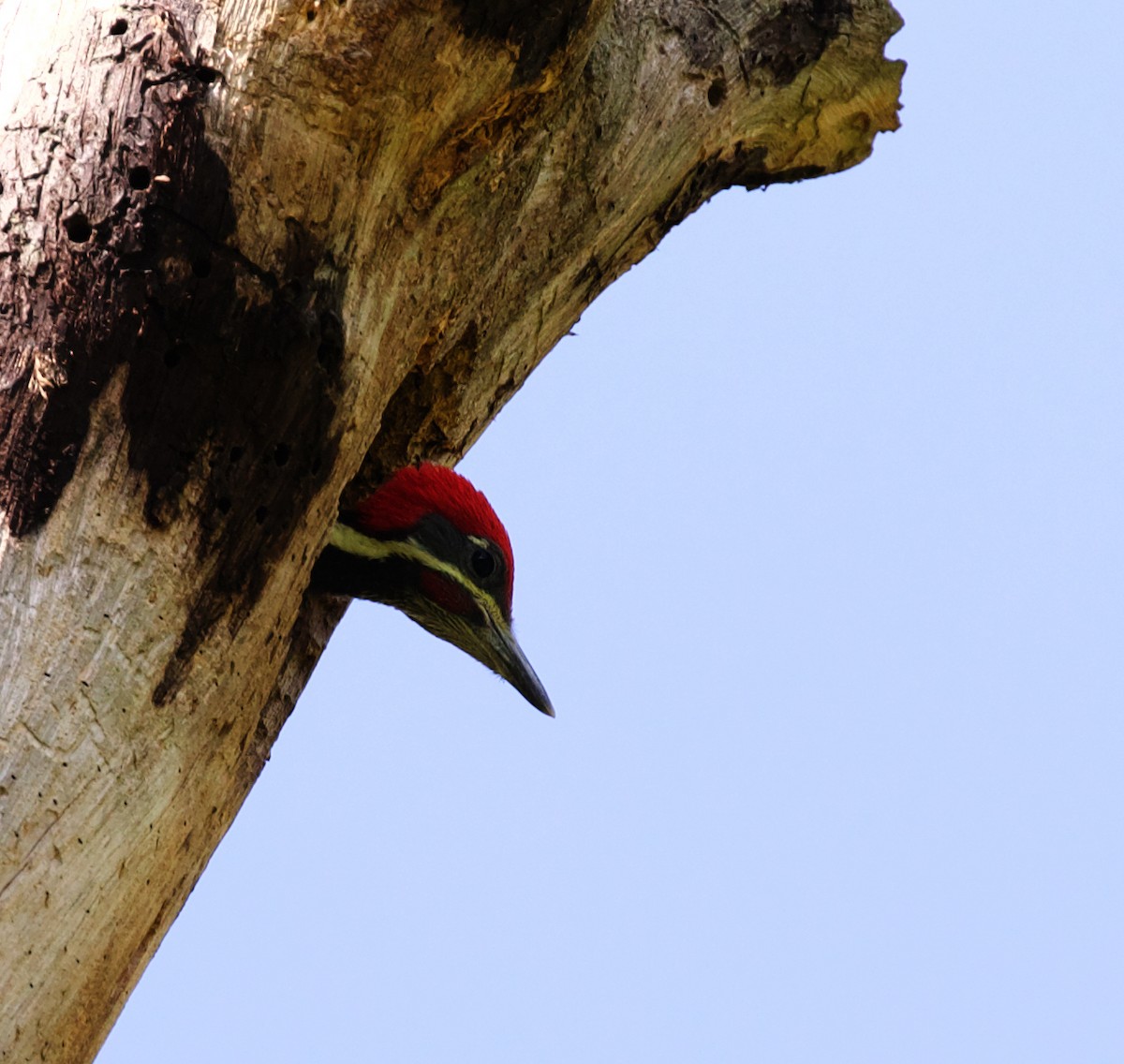 Lineated Woodpecker - ML620254507