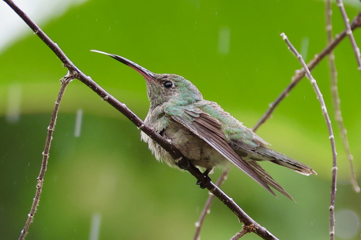 kolibřík skvrnitoprsý - ML620254510