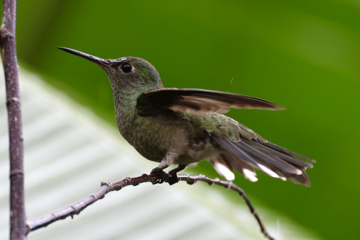 kolibřík skvrnitoprsý - ML620254511
