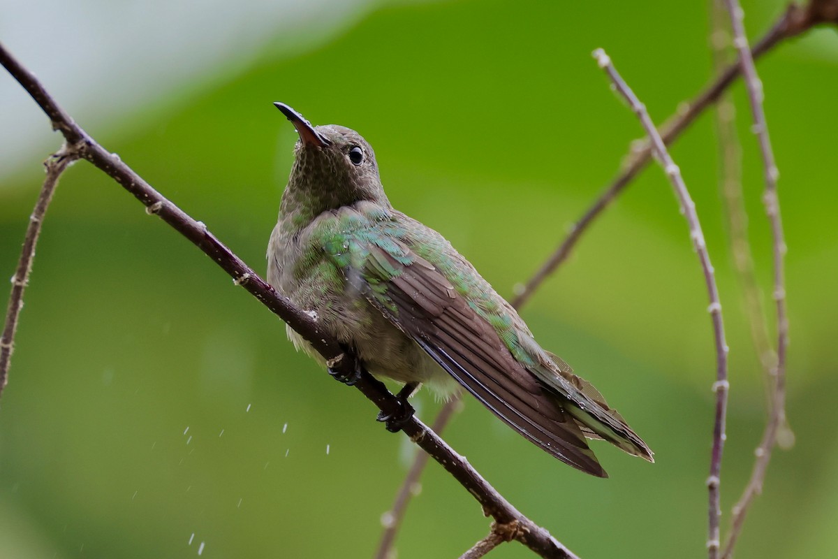 Colibrí de Cuvier - ML620254512