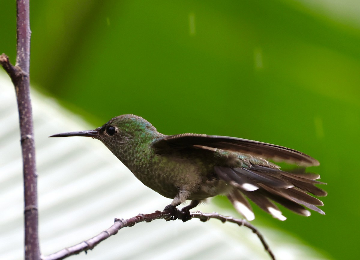 Colibrí de Cuvier - ML620254514