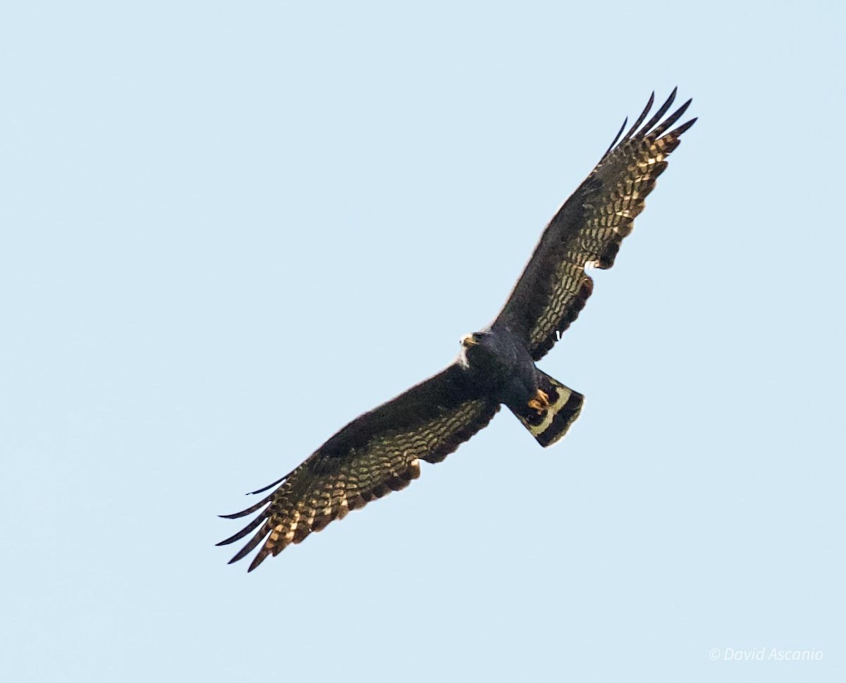Zone-tailed Hawk - ML620254520