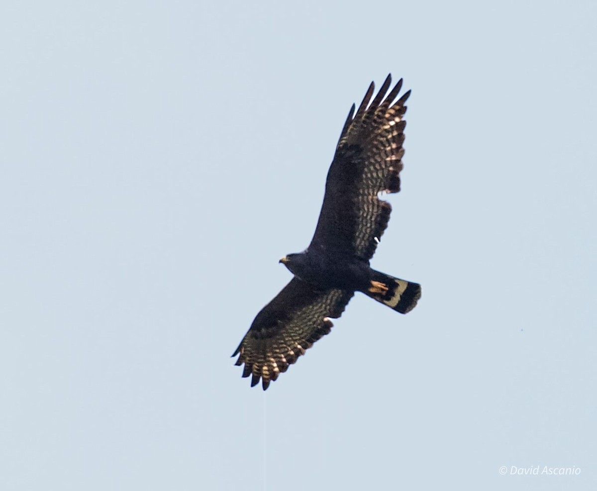 Rußbussard - ML620254521