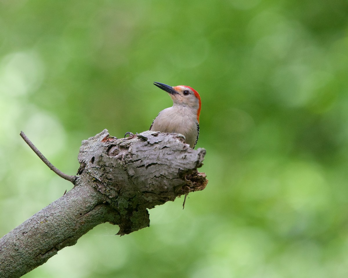 Red-bellied Woodpecker - ML620254523