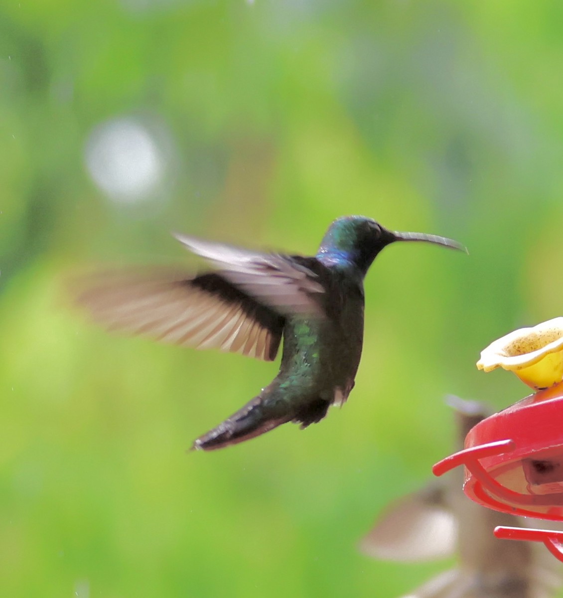 Black-throated Mango - ML620254526