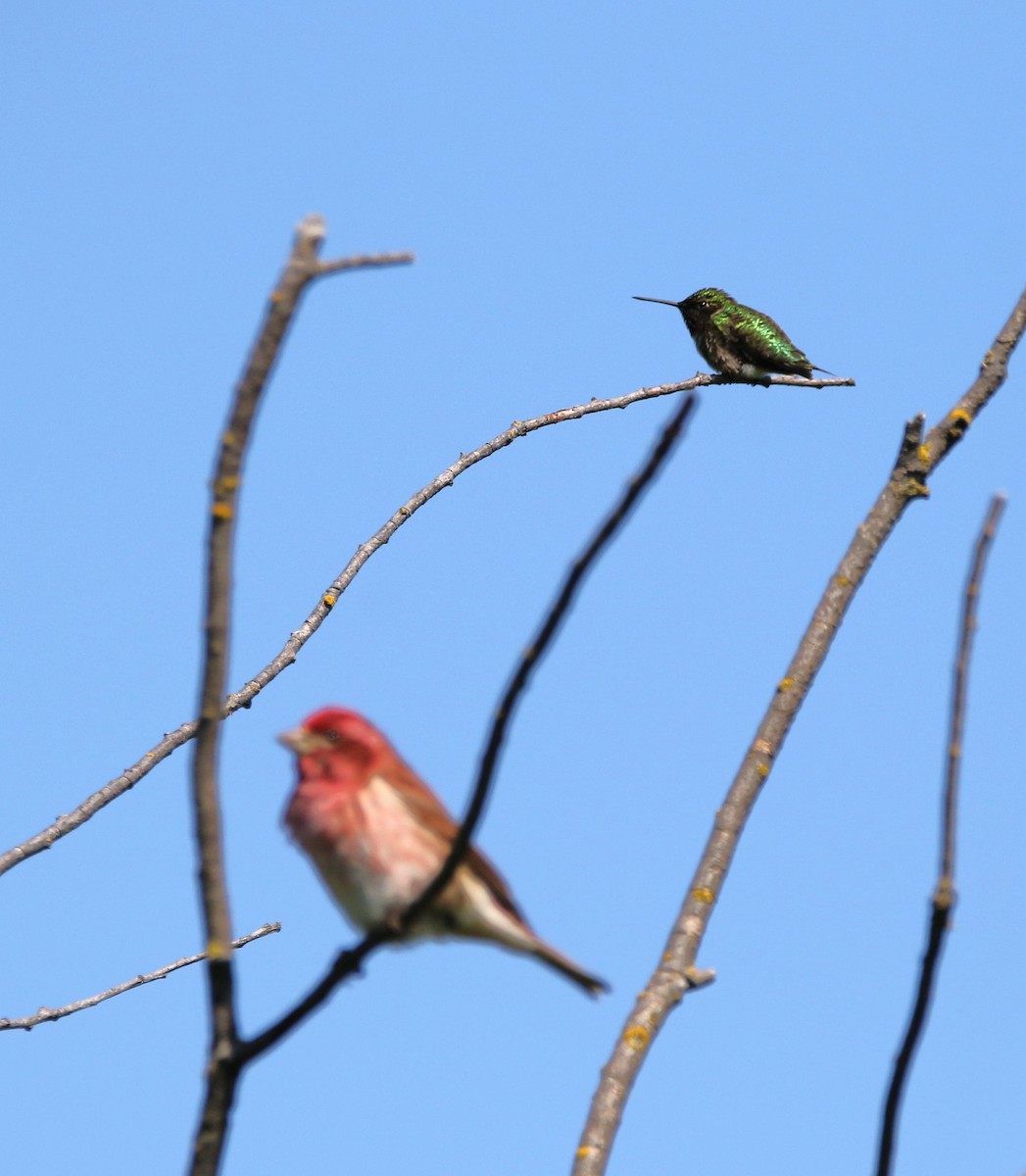 Colibri à gorge rubis - ML620254528