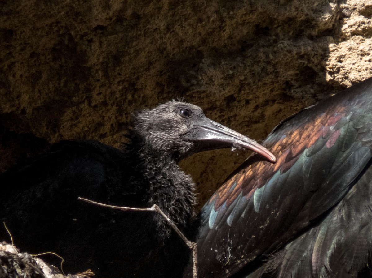 Northern Bald Ibis - ML620254532