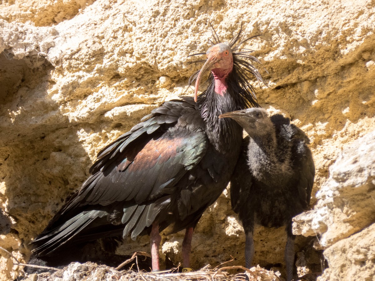 ibis skalní - ML620254533