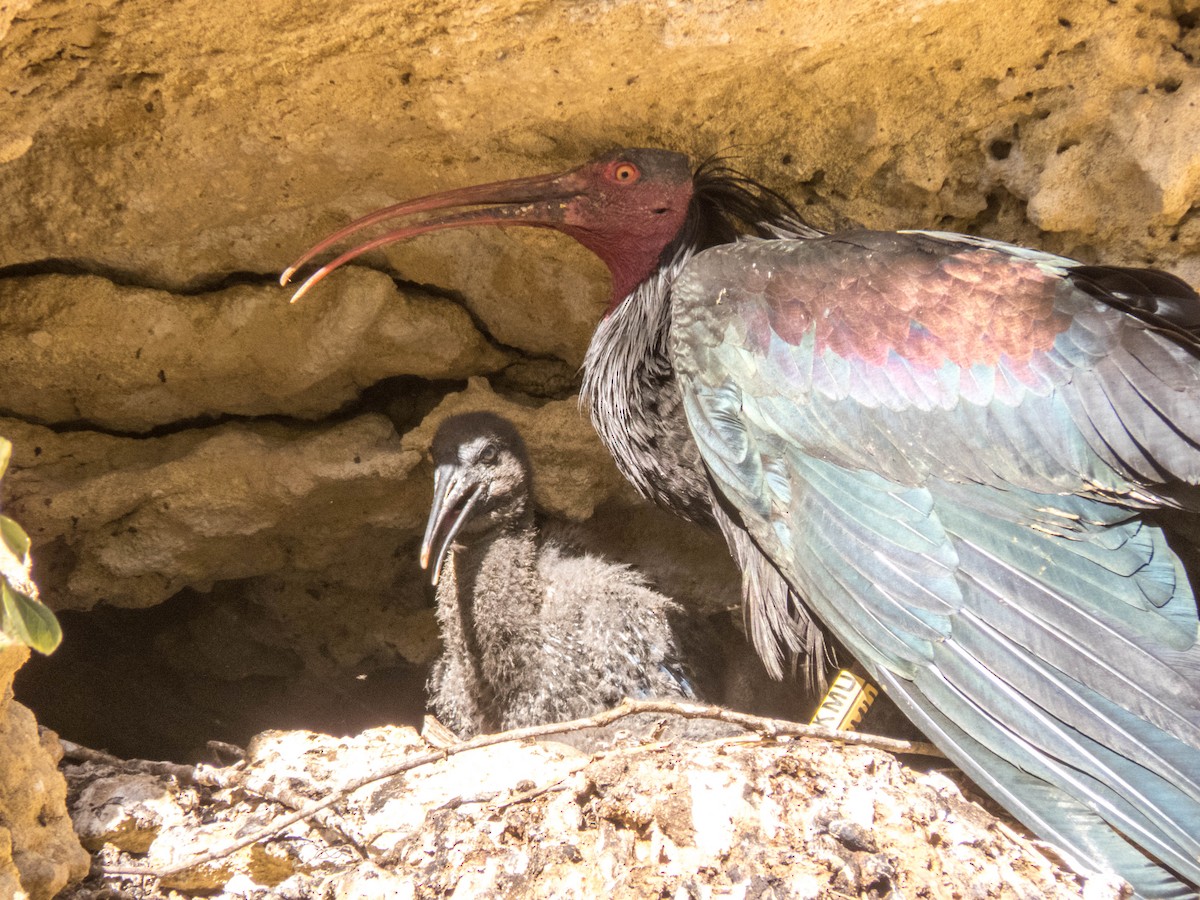 Northern Bald Ibis - ML620254535