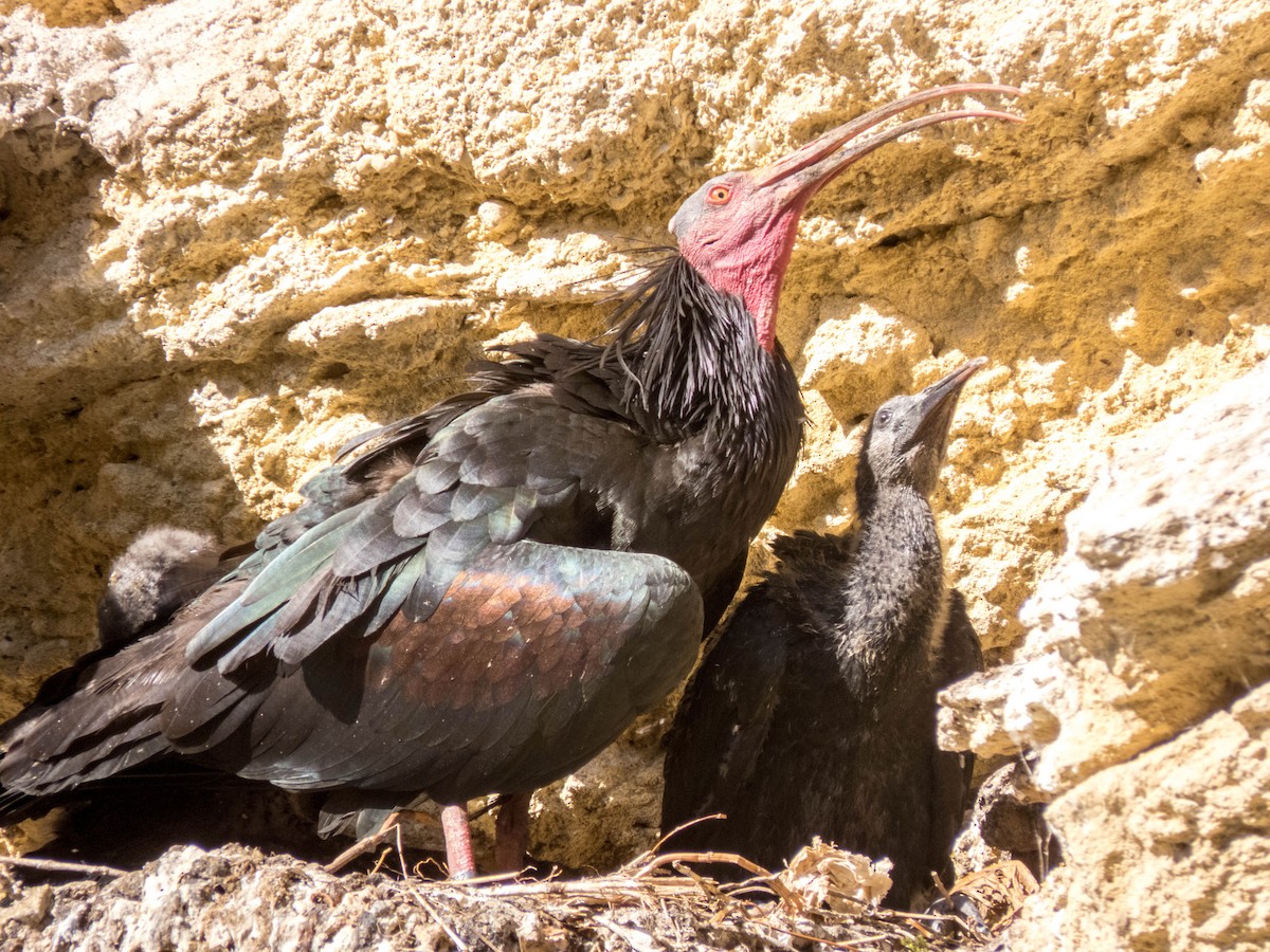 Northern Bald Ibis - Hugo Schlenker