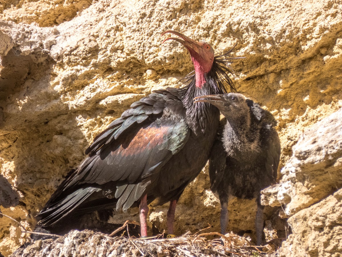 ibis skalní - ML620254537