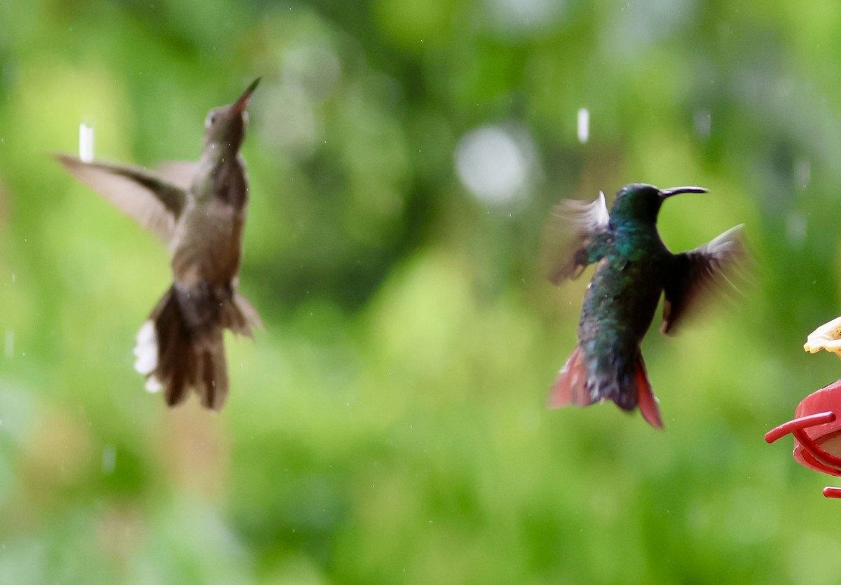 Rufous-tailed Hummingbird - ML620254538