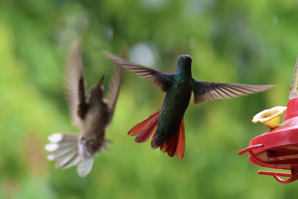 Rufous-tailed Hummingbird - ML620254539